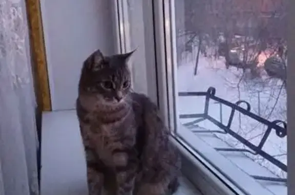 Пропала кошка, ул. Грязнова 47, Магнитогорск