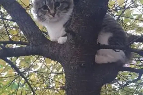 Кошка найдена: 1-й Новомихалковский пр., 2