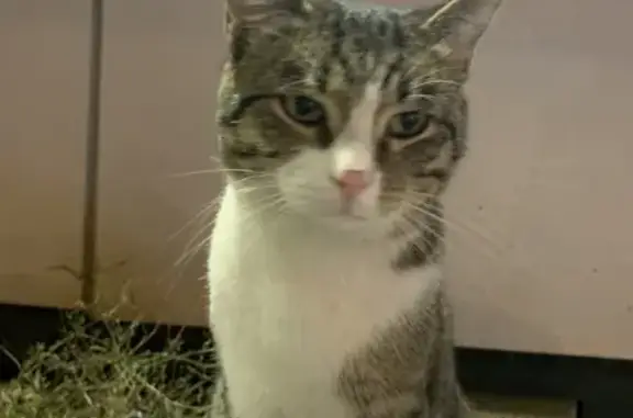 Кот найден у магазина, Ополченская 61.