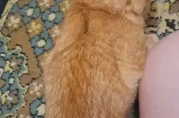 Найдена кошка, ул. Новосёлов, 17 к2, Рязань