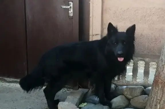 Пропали овчарки, Сафонова 4, Краснодар