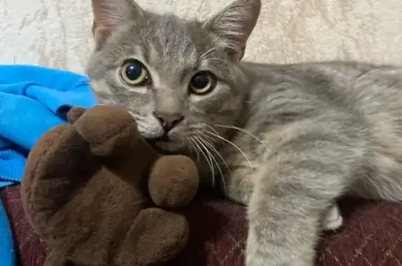 Кошки потеряшки, Кострома, фото: Потеряшка кошка Марсик, Советская, Кострома