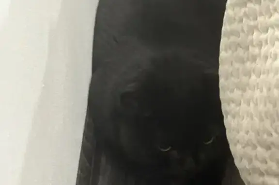 Найдена кошка, Санкт-Петербург, фото: Найдена кошка, пр. Культуры, 12 к1, СПб