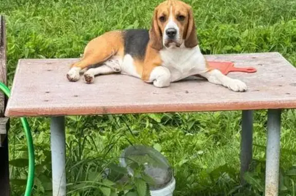 Собаки потеряшки, Рудниковское, фото: Потеряшка собака, Рудниковское с/п, Тверь