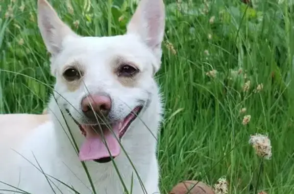 Пропала собака, Острогожская 19, Воронеж