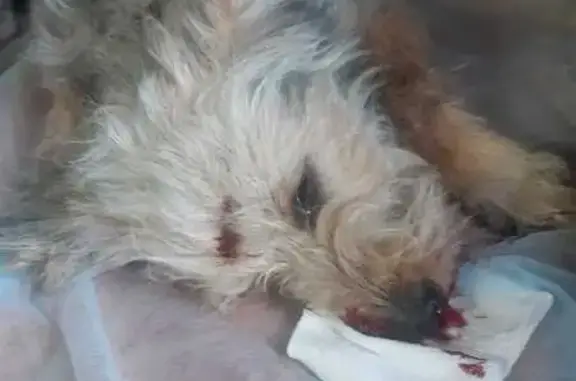 Найдена собака, Тула, Одоевское шоссе, 25