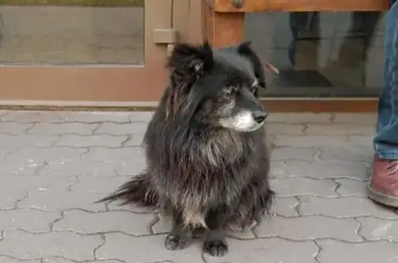 Пропала собака, Спортивная ул. 20, Тула