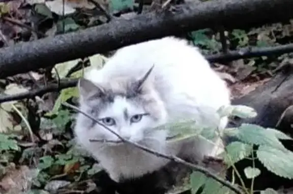 Найдена кошка, Аллея здоровья, Йошкар-Ола