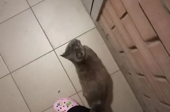 Найдена кошка, Краснодар, фото: Найдена кошка, Кореновская ул. 57 к1