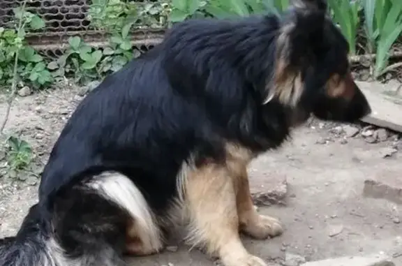 Собаки потеряшки, Краснодар, фото: Потеряшкаи немецкие овчарки, ул. Сафонова