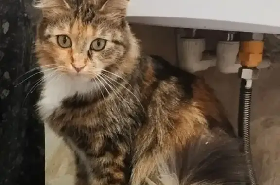 Кошки потеряшки, Касимов, фото: Потеряшка кошка, Московская ул., Касимов