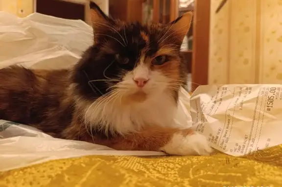 Кошки потеряшки, Череповец, фото: Потеряшка кошка, ул. Краснодонцев, 56