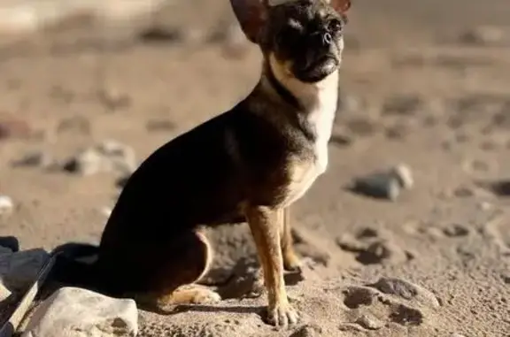 Собаки потеряшки, , фото: Потеряшка собака, ул. Фрунзе, 37, Тольятти