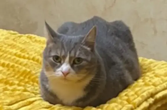 Кошки потеряшки, Москва, фото: Потеряшка кошка, Прибрежный проезд, 7