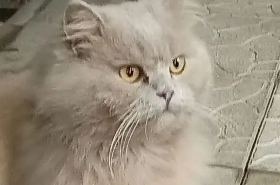 Найдена кошка, , фото: Кошка найдена у Магнита, Тепличная 41