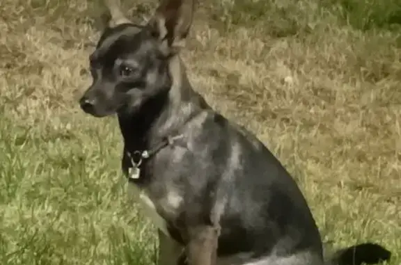 Собака найдена на Блюхера, Челябинск