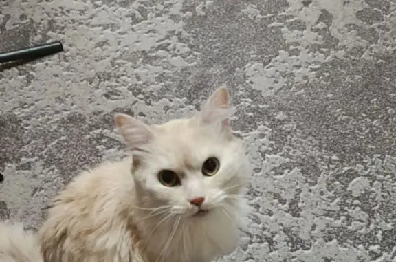 Пропала кошка, ул. Красных Партизан, 12