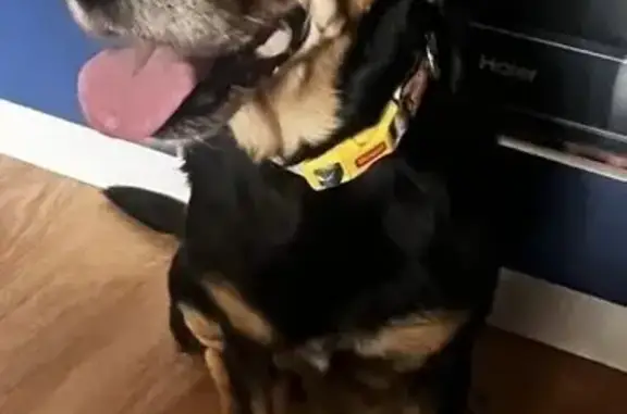 Собака найдена: Троллейбусная ул., Ростов-на-Дону