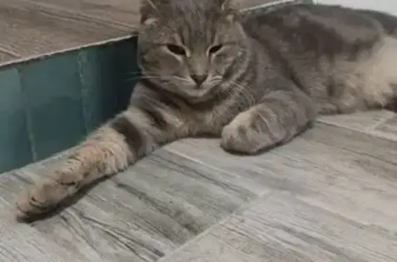 Кошки потеряшки, Таганрог, фото: Потеряшка кошка, 1-й Первомайский пер., Таганрог