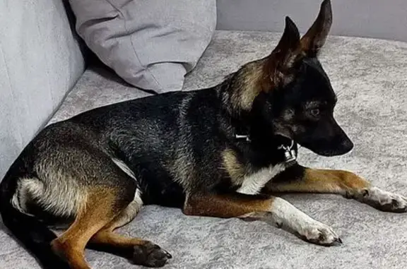 Найдена собака, ул. Блюхера 123И, Челябинск