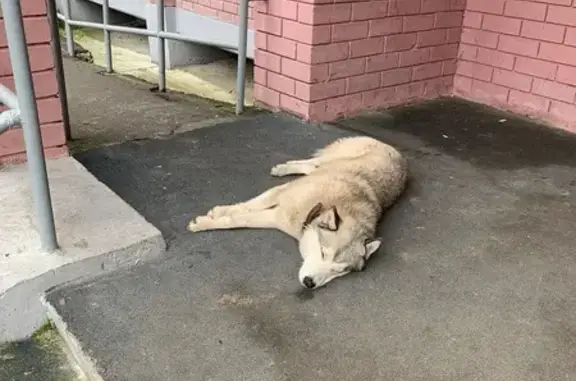 Собака найдена: Беломорская 10/19, Казань