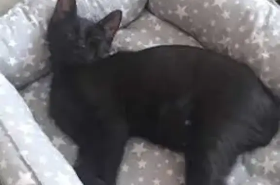 Кошки потеряшки, Москва, фото: Потеряшка слепая кошка, Арх. Власова 13 к4