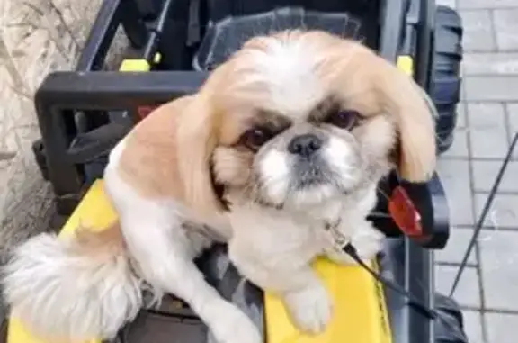 Пропала собака, ул. Августа Бебеля, Тамбов