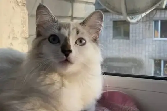 Кошки потеряшки, Пудож, фото: Потеряшка кошка, ул. Строителей, 7, Пудож