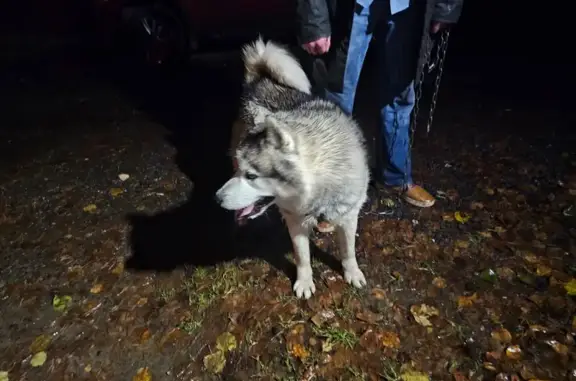 Найдена собака, Московская область, фото: Собака найдена в Малаховке, МО