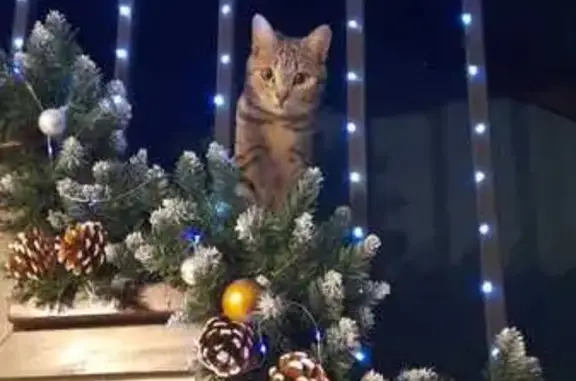 Пропала кошка, Сквозной пер., Ярославль