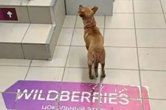 Найдена собака, Ростов-на-Дону, фото: Собака найдена на ул. Полк. Иванова, Ростов