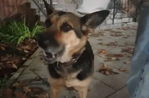 Собака найдена на ул. Генерала Соммера