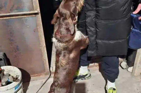 Найдена собака, Воронеж, фото: Собака найдена: Лесная ул., 74, Воронеж