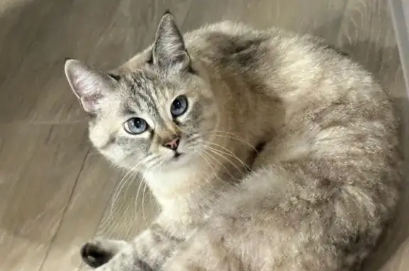 Пропала кошка, Бор, Ленобласть