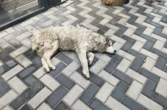 Собака найдена у Горсоветской, 49 с1, Ростов-на-Дону