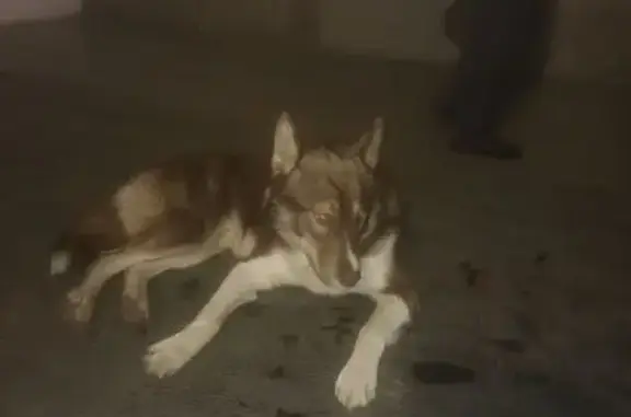 Найдена собака, Ярославль, фото: Найдена собака у ДК Судостроителей, Ярославль