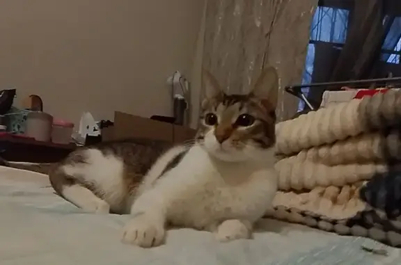 Пропала кошка, Кузнечная 11/21, Саратов