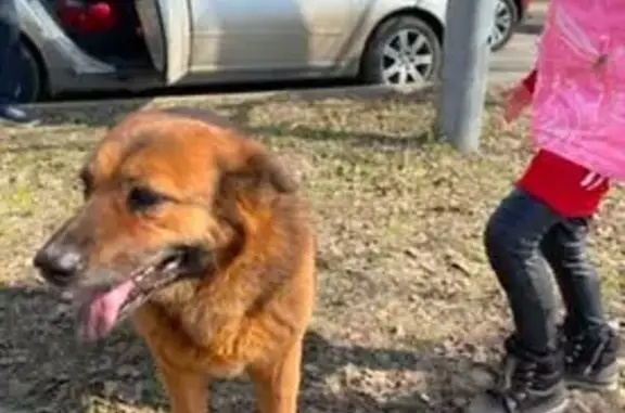 Собаки потеряшки, Москва, фото: Потеряшка рыжая собака, Батыбино, Москва