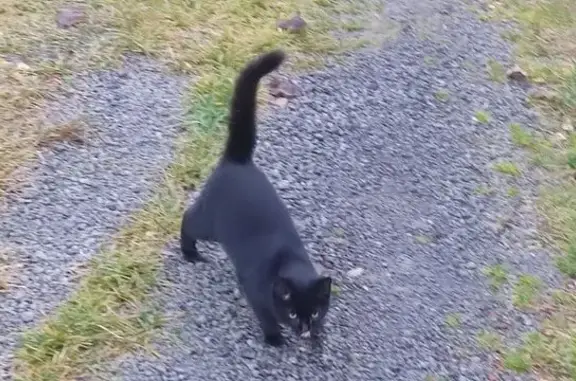 Кошки потеряшки, Балабаново, фото: Потеряшка кошка, ул. 50 лет Октября, Балабаново
