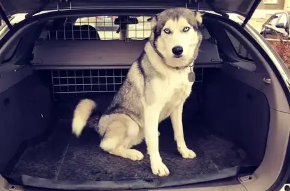 Собаки потеряшки, Челябинская область, фото: Потеряшка собака в Копейске, Челябинская обл.