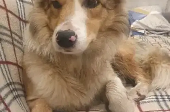 Найдена собака, Люберцы, фото: Собака найдена: Юбилейная ул., 15, Люберцы