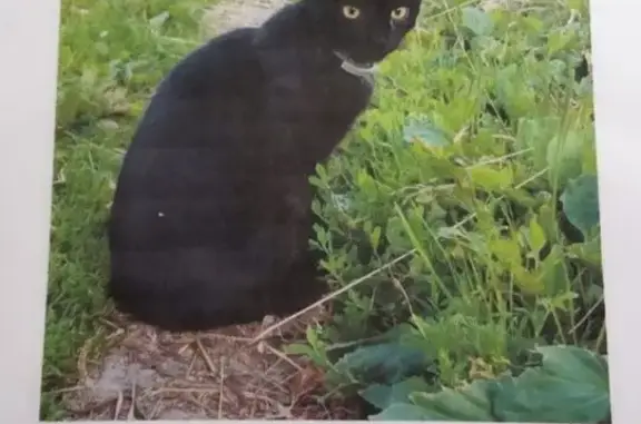 Пропала кошка, пр. Космонавтов 61 к2, СПб