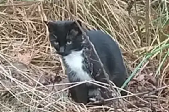 Кошка найдена, ул. Раменки, Москва