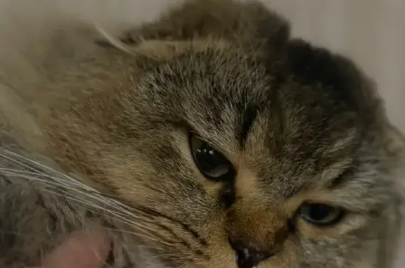 Пропала кошка, Каширское шоссе, 112