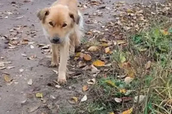 Найдена собака, , фото: Собака найдена: ул. Ленина 48, Ядринкасы