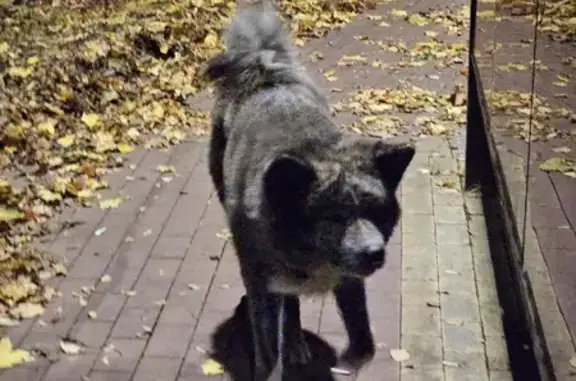 Пропала собака: ул. Лейт. Катина, 7