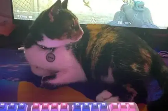 Пропала кошка, Геленджик, ул. 13