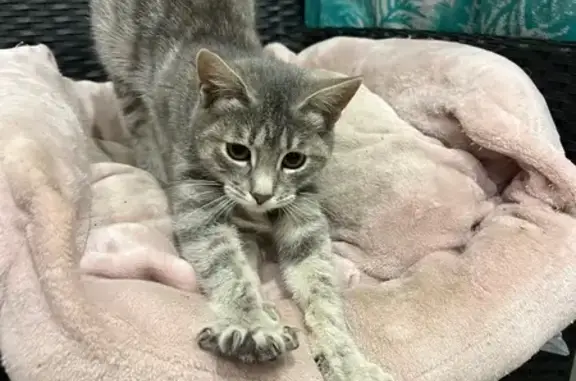 Найдена кошка, Воронеж, фото: Кошка найдена: Воронеж, Тихорецкая, 1