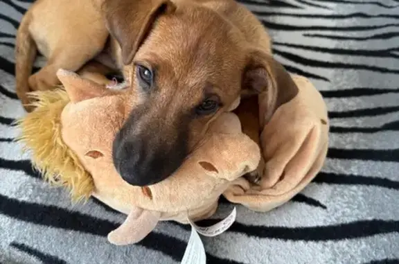 Пропала собака, Донино, МО