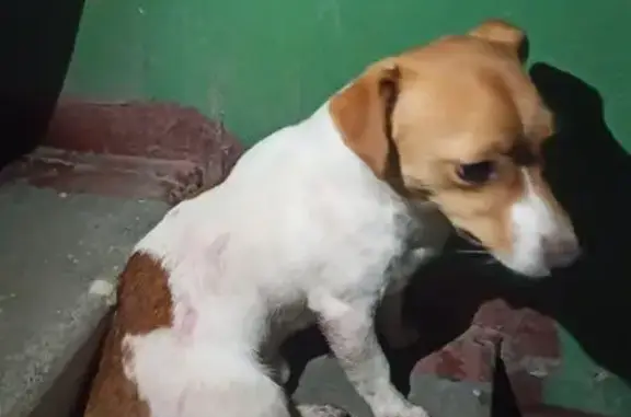 Найдена собака, , фото: Джек-рассел найден: Ладожская, 35, Пенза